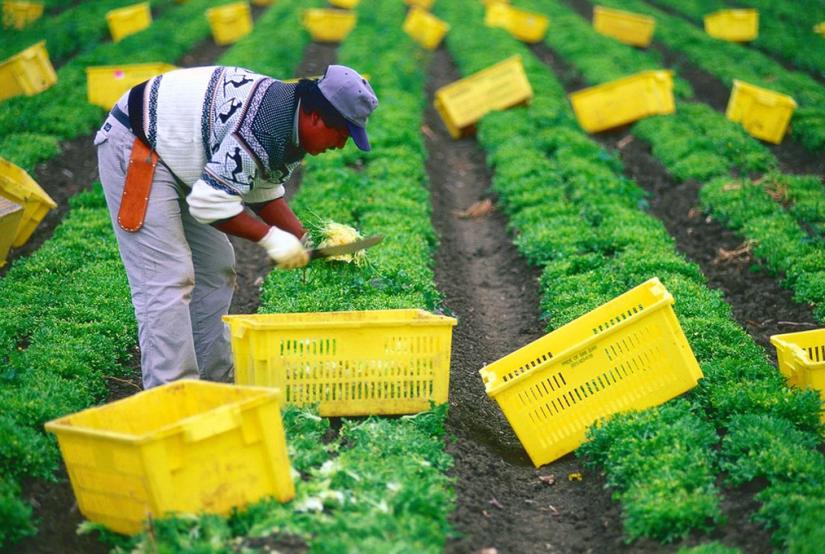 Farmworker in the fields of California