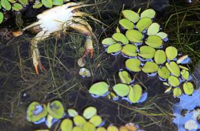 Dead crabs and fish float in the oil-covered waters off the coast of Louisiana